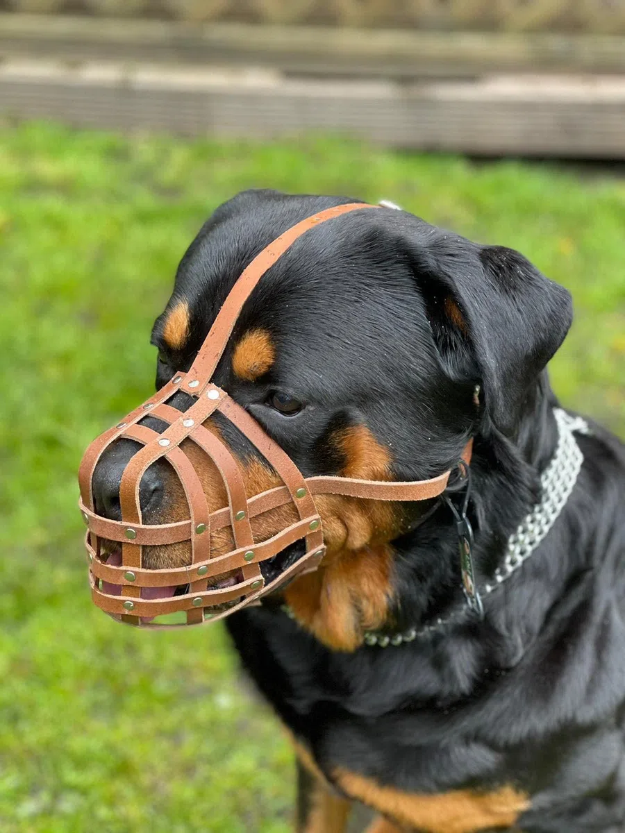 Bozal ligero de piel auténtica para rottweiler, mastín y otros hocicos similares (cuero natural, M)