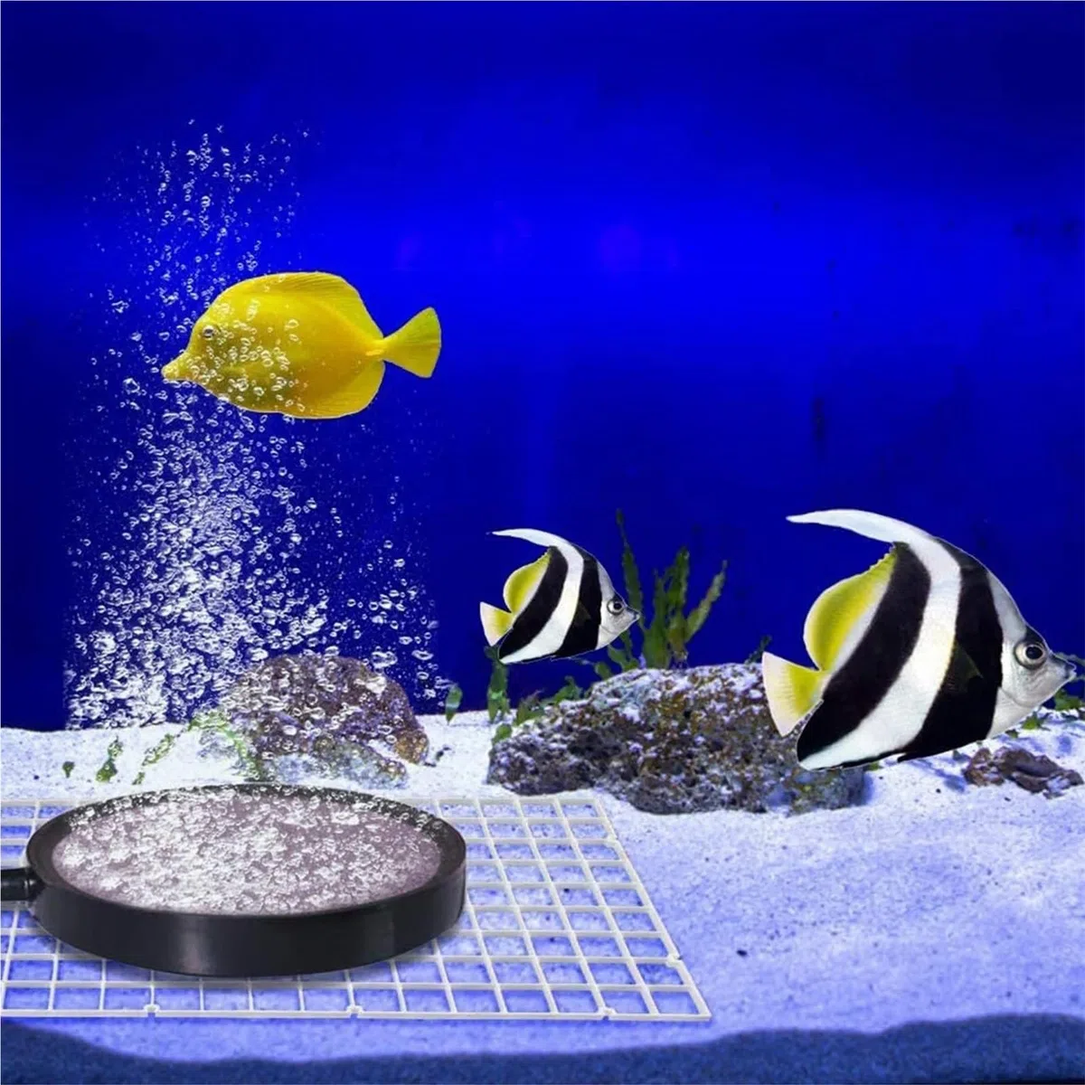 Separador Acuario 10 separadores de Acuario, pecera, Rejillas Filtro, Bandeja separación, Tablero Aislamiento, Rejilla con 20 Pinzas Ventosa para Separación