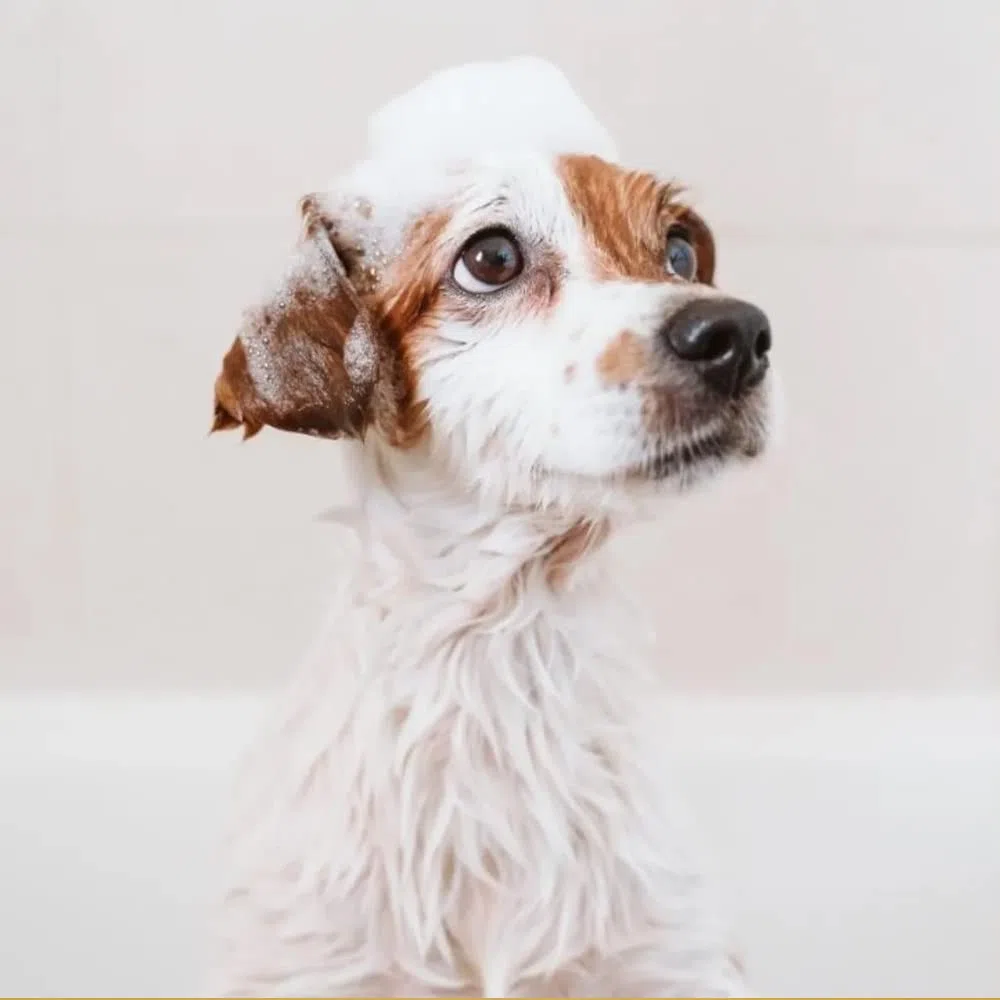 Máscara de Maracuyá - Mascarilla para Perros - 1L - para un Manto Sedoso y Perfumado - Artículo de Higiene para Perros - Indicado para Pelos Largos - IV San Bernard