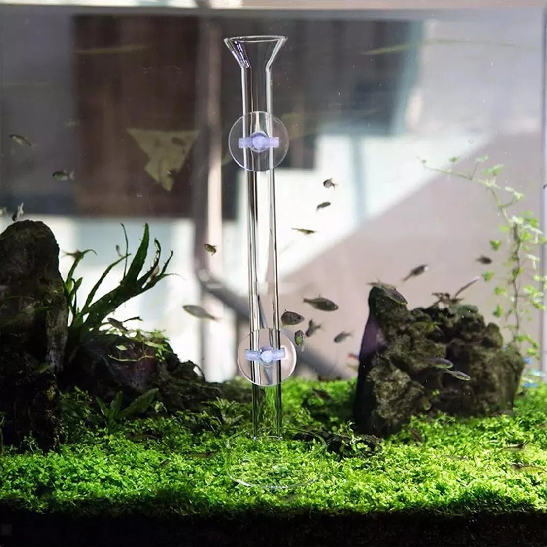 Tubo de alimentación de camarones de cristal transparente para acuario de 30 cm con ventosas, cuenco de alimentación, bandeja cuadrada