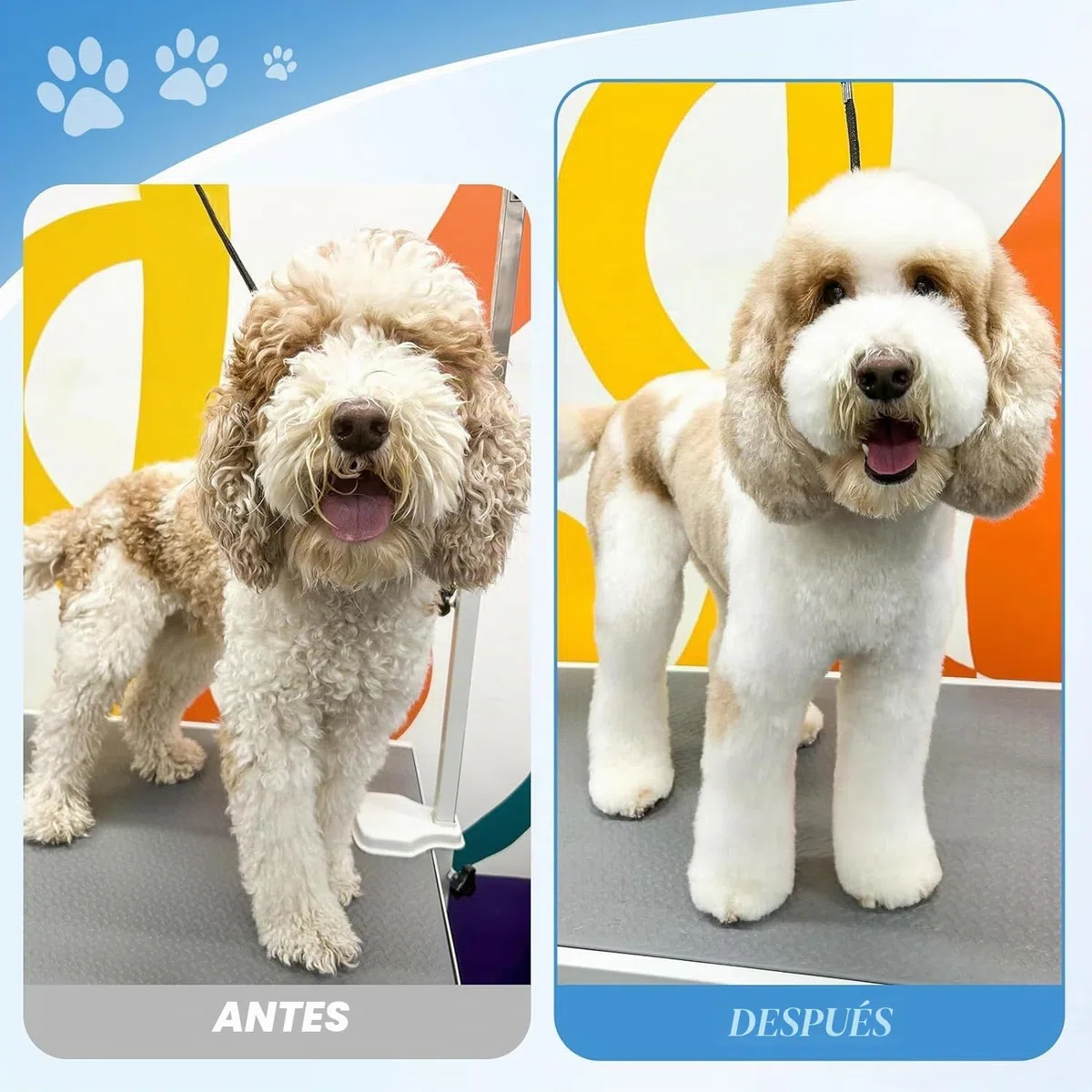 JASON Juego de tijeras profesionales para perros, 6 en 1, juego de tijeras rectas/curvadas/chunker y peine para perros, gatos, mascotas, con tornillo ajustable, color plateado