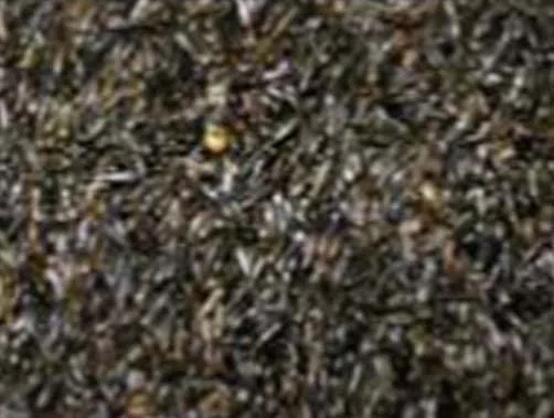 Negrillo semilla para Aves, Canarios jilgueros, periquitos ninfas, Bolsa 10kg