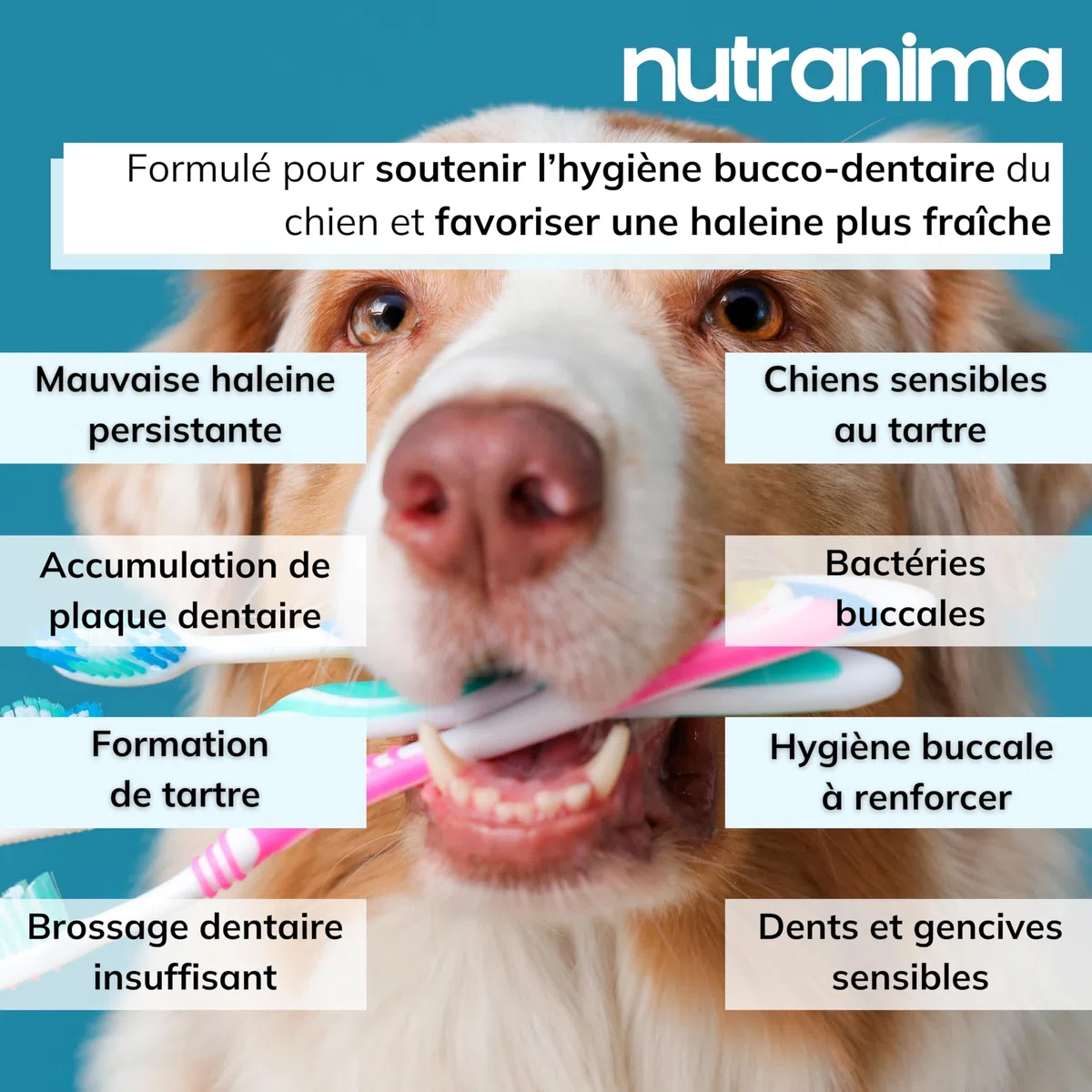 Aliento, placa y sarro para perros | Higiene oral y aliento fresco | Algas, levaduras, perejil y extracto de té verde | Suplemento dental | 60 bocados | Fórmula veterinaria francesa