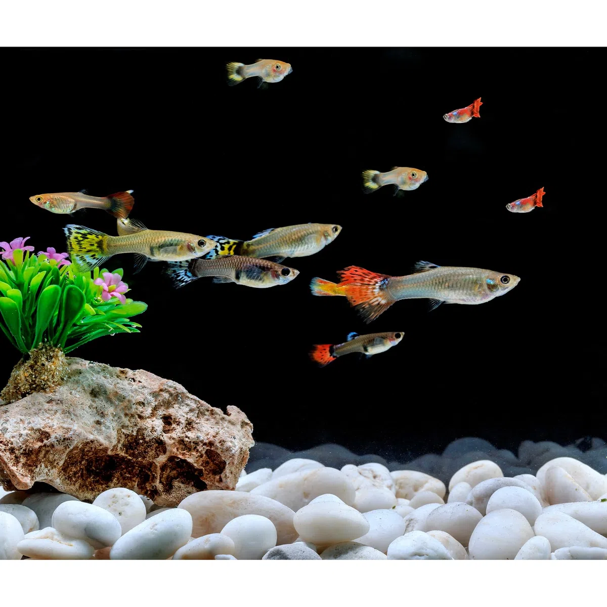 Mr. Figlass blanco pulido guijarros decorativos piedras naturales para acuario grava río rocas para paisajismo, relleno de jarrón, tanque de pescado, 3/8 pulgadas, 10 libras