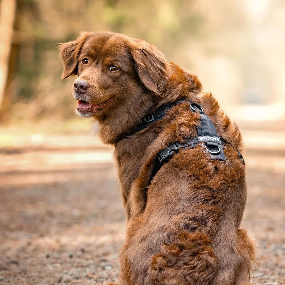 STUCH Arnés para perros, Pechera para perro – Arnés ajustable de nailon – acolchado – para perros pequeños, medianos y grandes (lima, S)