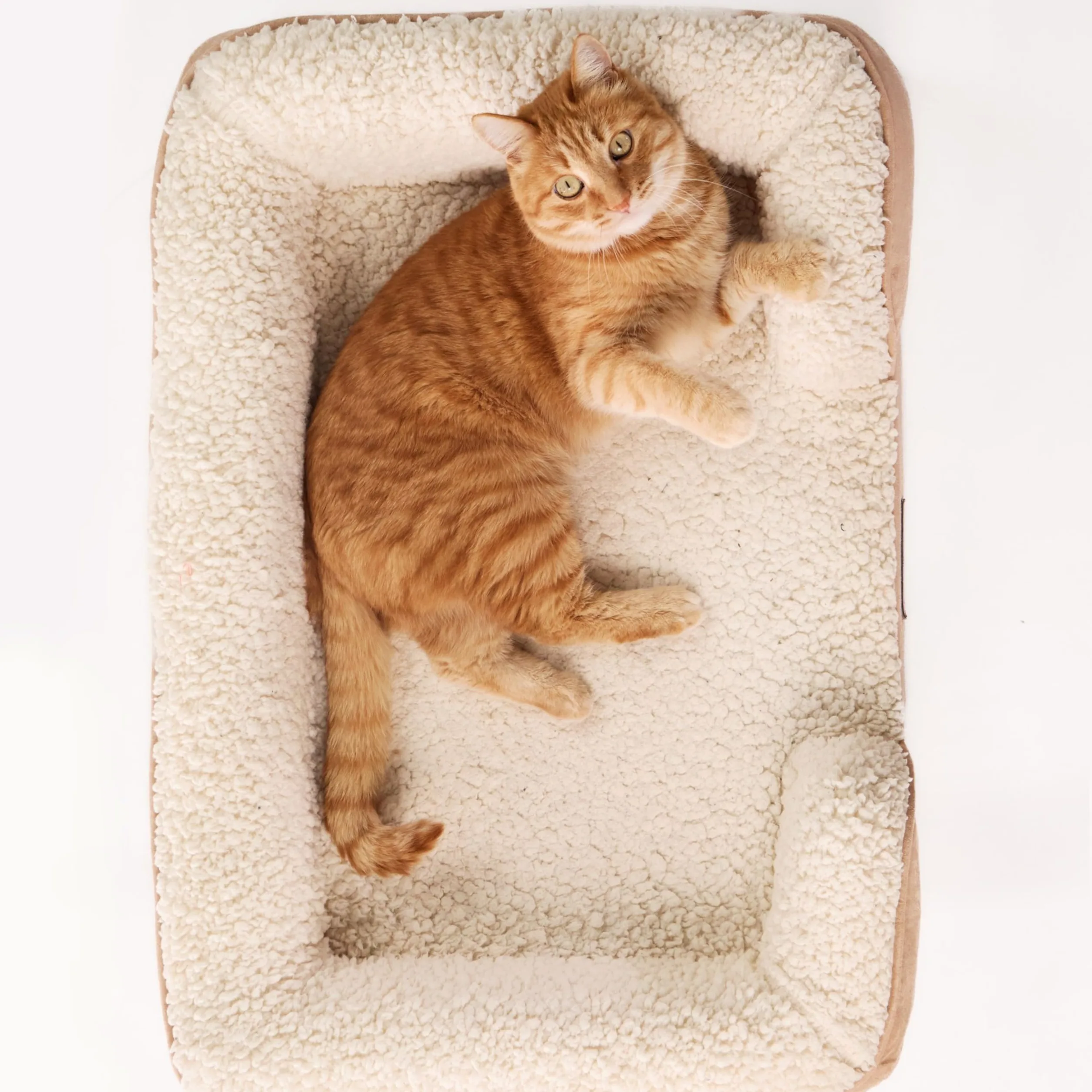 Cama para Gatos ortopédica con Funda Impermeable (Small)