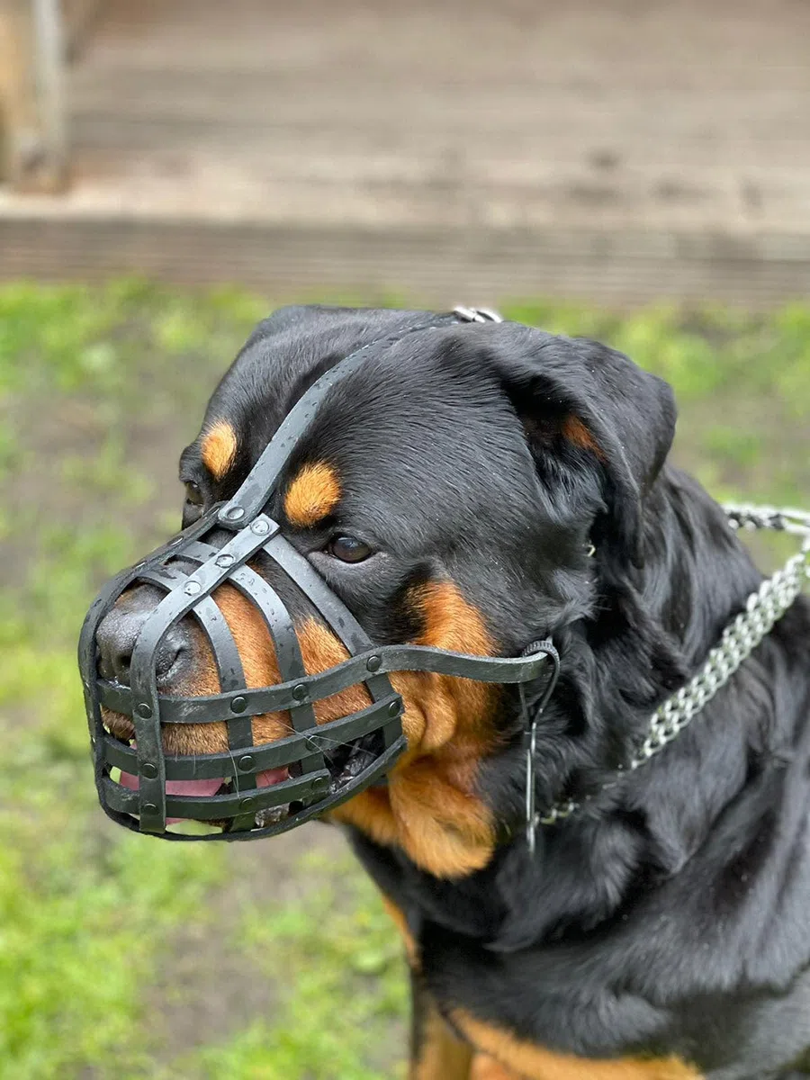 Bozal ligero de piel auténtica para rottweiler, mastín y otros hocicos similares (cuero natural, M)