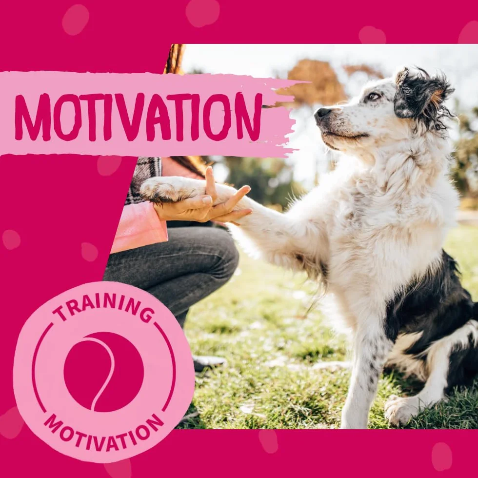DOKAS Snack Premium sin Gluten en práctico tamaño para Perros – Ideal para Entrenamiento 9 x 200gr