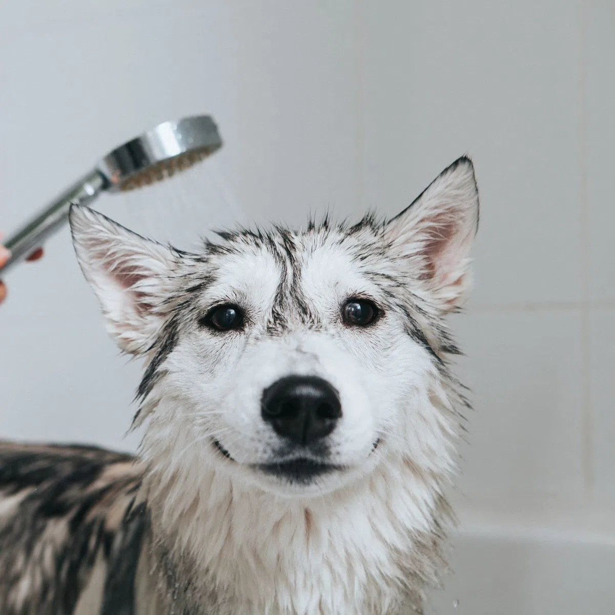 Champú Cristal Clean - para Mascotas con Pelo Blanco - 1 L - Ayuda a Eliminar el Color Amarillento - Champú para Fortalecer y Aportar Brillo - Sencillo de Aplicar - IV San Bernard