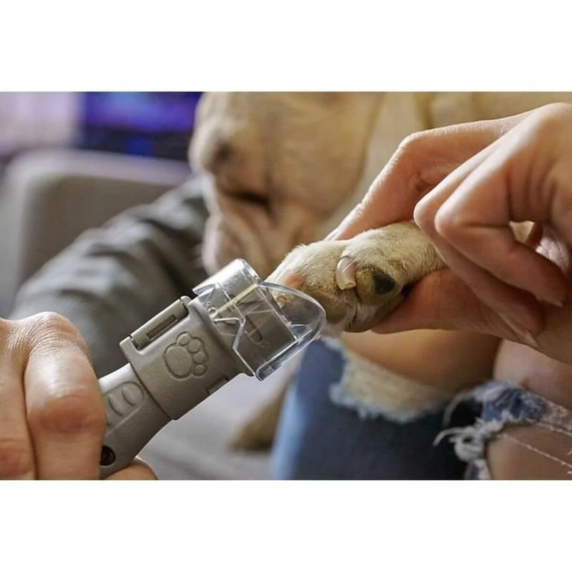 Dremel 7020 PGK Lima de Uña Eléctrica para Mascotas, Amoladora para Perros a Batería de 6V, Velocidad Variable, incluye Mandril y 4 Discos de Lija, Cabezal Protector y Profundidad de Corte Ajustable