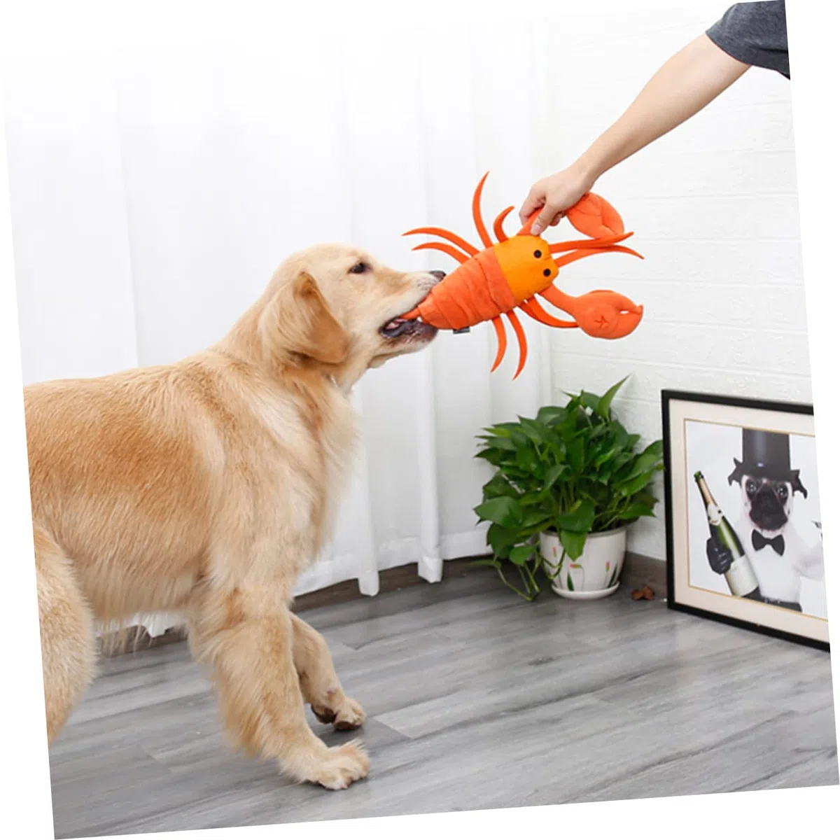 Angoily 3 Piezas Juguetes de alimentación de Mascotas Juguetes de Comida Juguete para la dentición Juguete para olfatear Perros Juguete para olfatear Mascotas Alimentar rapé