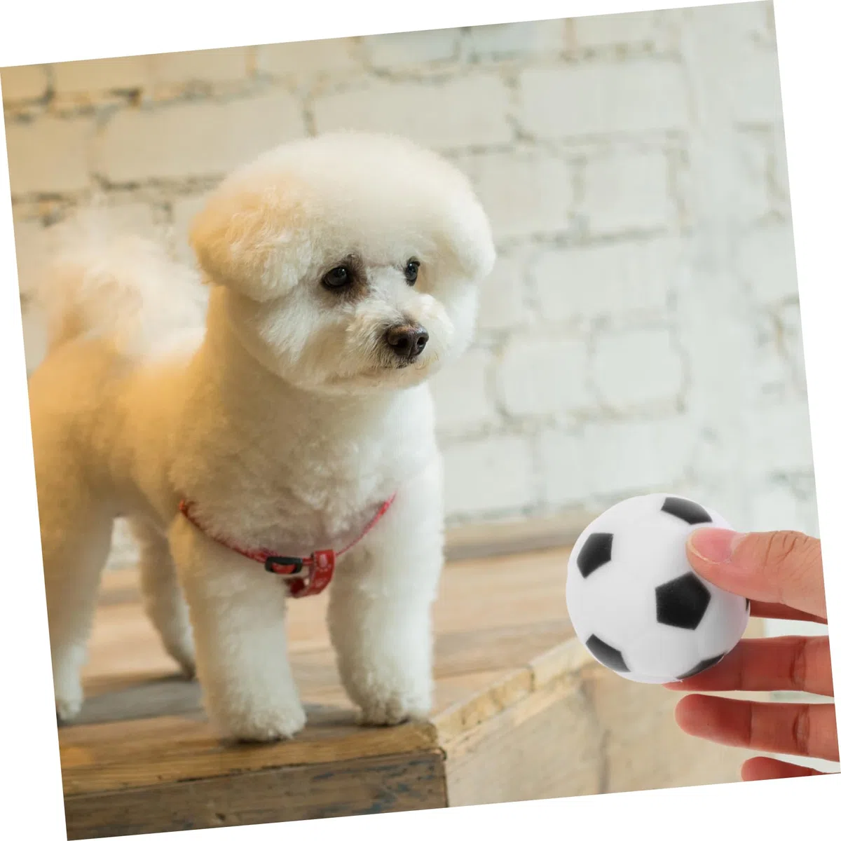 Kisangel 20 Piezas Pelota de Juguete para Perros Cachorro Juguetes interactivos Juguete Interactivo para Masticar Dog Toys Animales Juguetes mordedura de Juguete para Mascotas Caucho