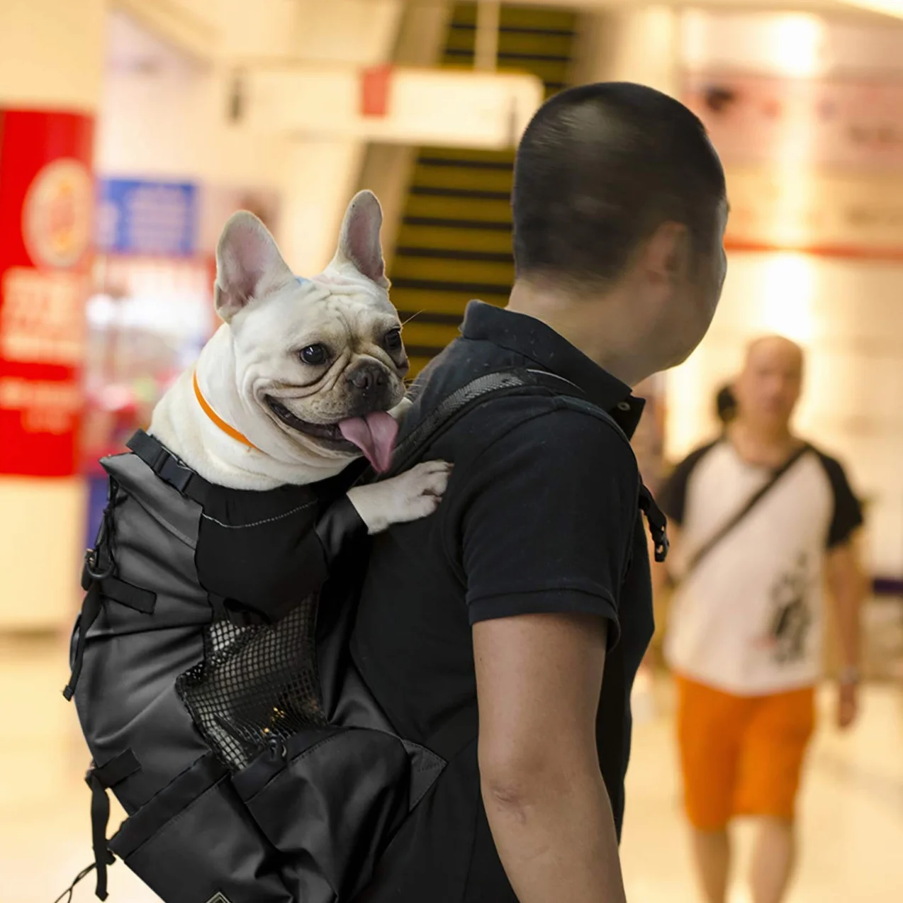 Woolala Mochila ligera para transportar mascotas para perros pequeños y medianos, bolsa segura aprobada por veterinarios para viajes, fácil de llevar, ahorra espacio, color negro, XL