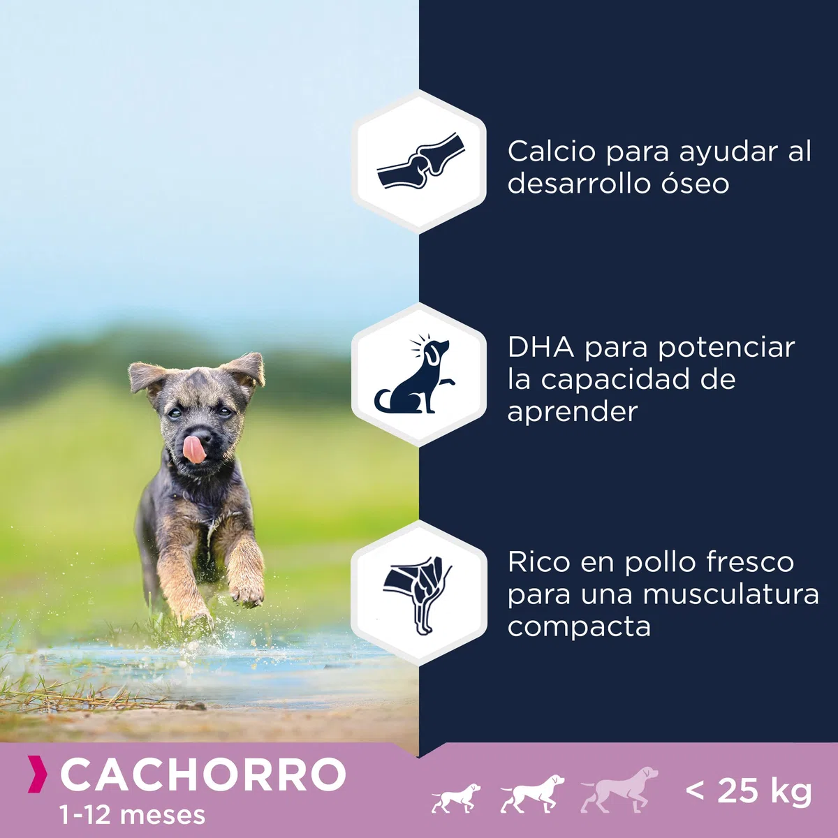 EUKANUBA Grain Free, Alimento para Cachorros de Razas Pequeñas y Medianas, Rico en Pollo, 12kg