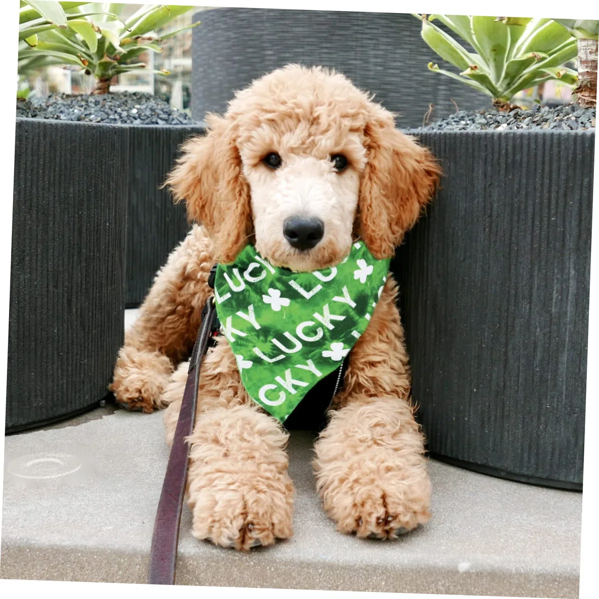 INOOMP 12piezas Bandanas para Bufandas para y Gatos Accesorios para Celebraciones y