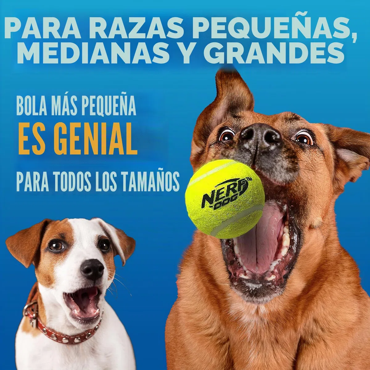 Nerf Dog Juego de Regalo de Juguete para Perros de Pelota de Tenis, Lanzador de Pelotas de Tenis para Perros de hasta 50 pies, Lanzador de Pelotas de Perro para Todas Las Razas, Incluye Lanzador de