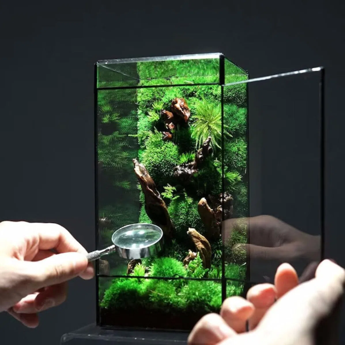 Terrario de Vidrio Geométrico Negro para Plantas, Mesa Decorativa | Caja Vacía para Paisaje Diy, Estructura de Vidrio y Estaño, Estilo Simple y Artístico
