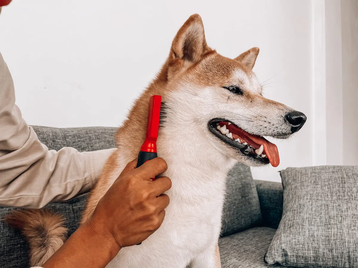 Tuff Pupper Herramienta de eliminación de nudos profundos y alfombrillas | Cepillo para desenredar perros, gatos y animales pequeños | Peine de aseo para mascotas largas y cortas