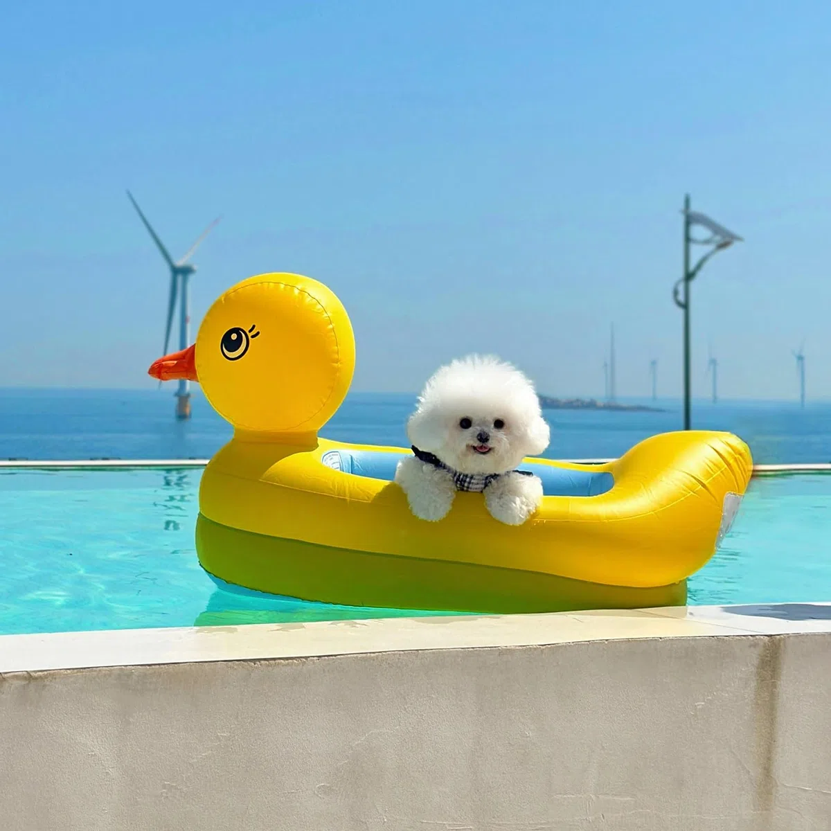 Rampa Piscina para Perros Cama Flotante para Perros para la Piscina, Rampa Perros Bomba