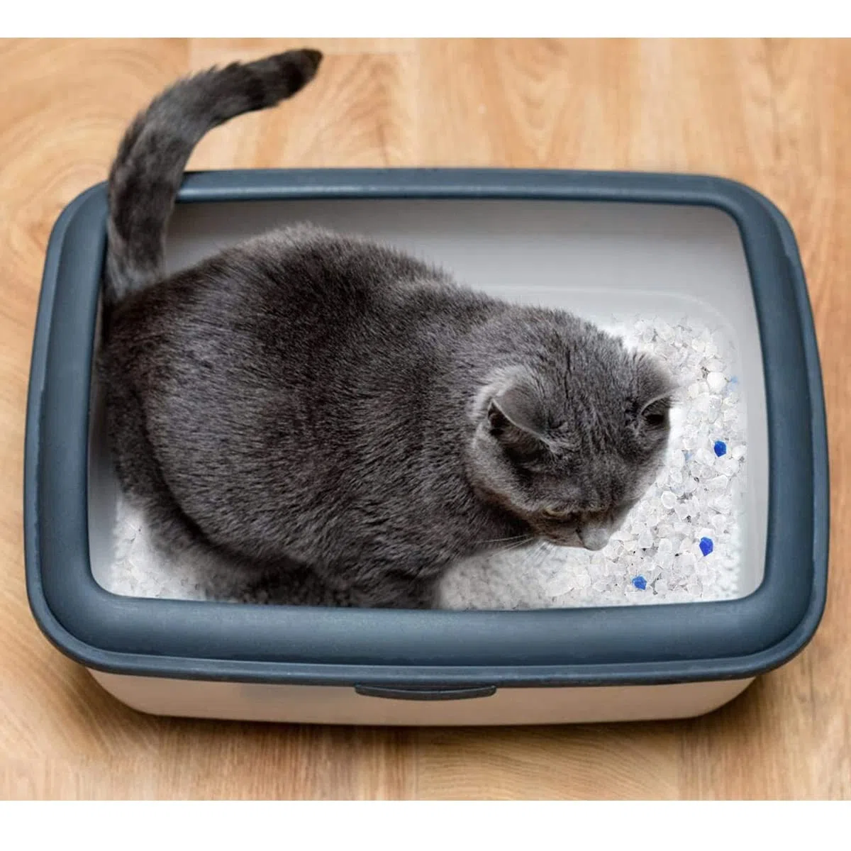 Paquete de 4 Arena para Gatos Ecológica, Inhibe Las bacterias, Tierra Absorbente y Antiolor - 5 L -JUANIO-