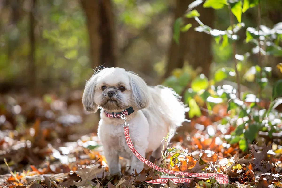 Mirage Ohio State Buckeyes Correa para Perros y Gatos