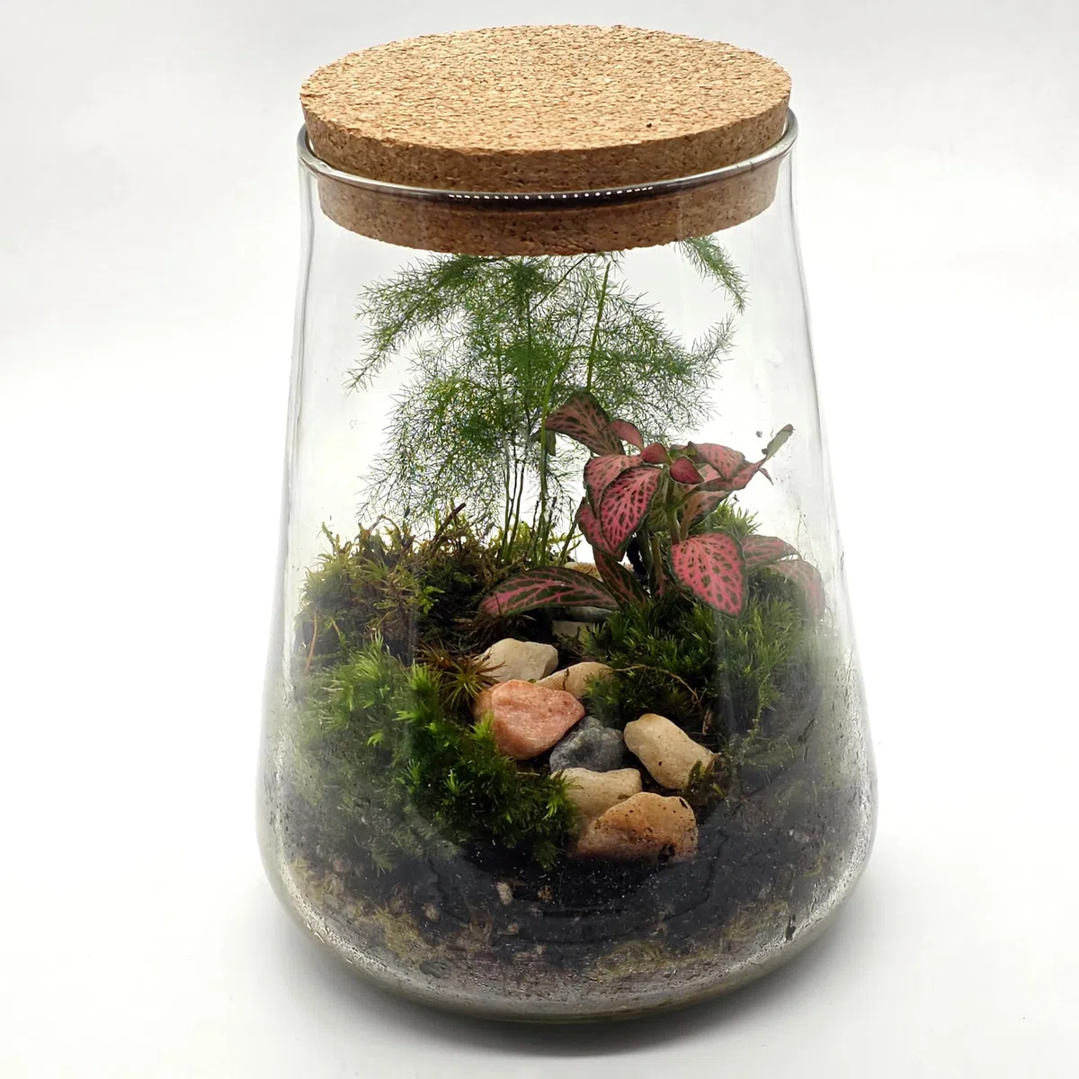 Kit de terrario cerrado con tarro de vidrio de 1,8 L, juego completo de terrario con tapa de corcho, musgo, LECA, tierra y piedras decorativas