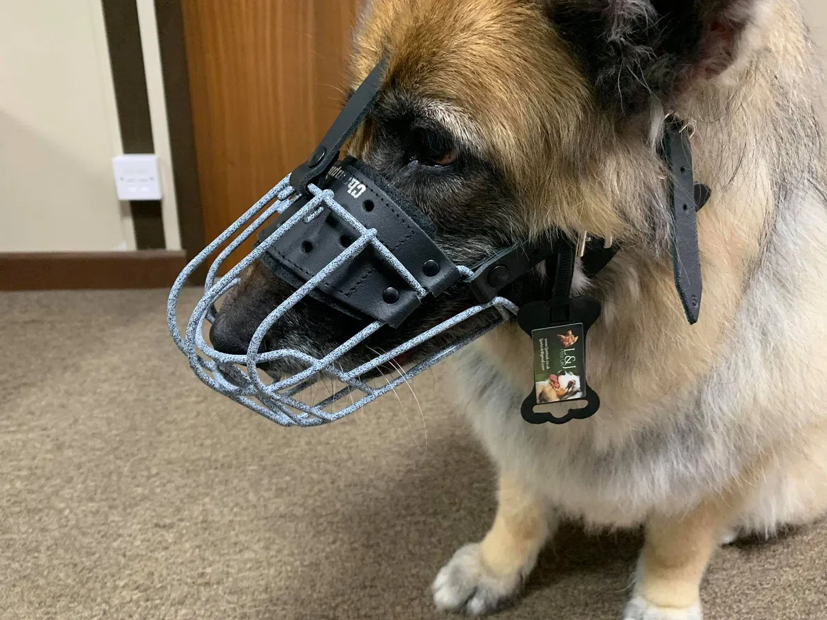 Bozal de metal de alambre fuerte para perro, pastor alemán, labrador y otros