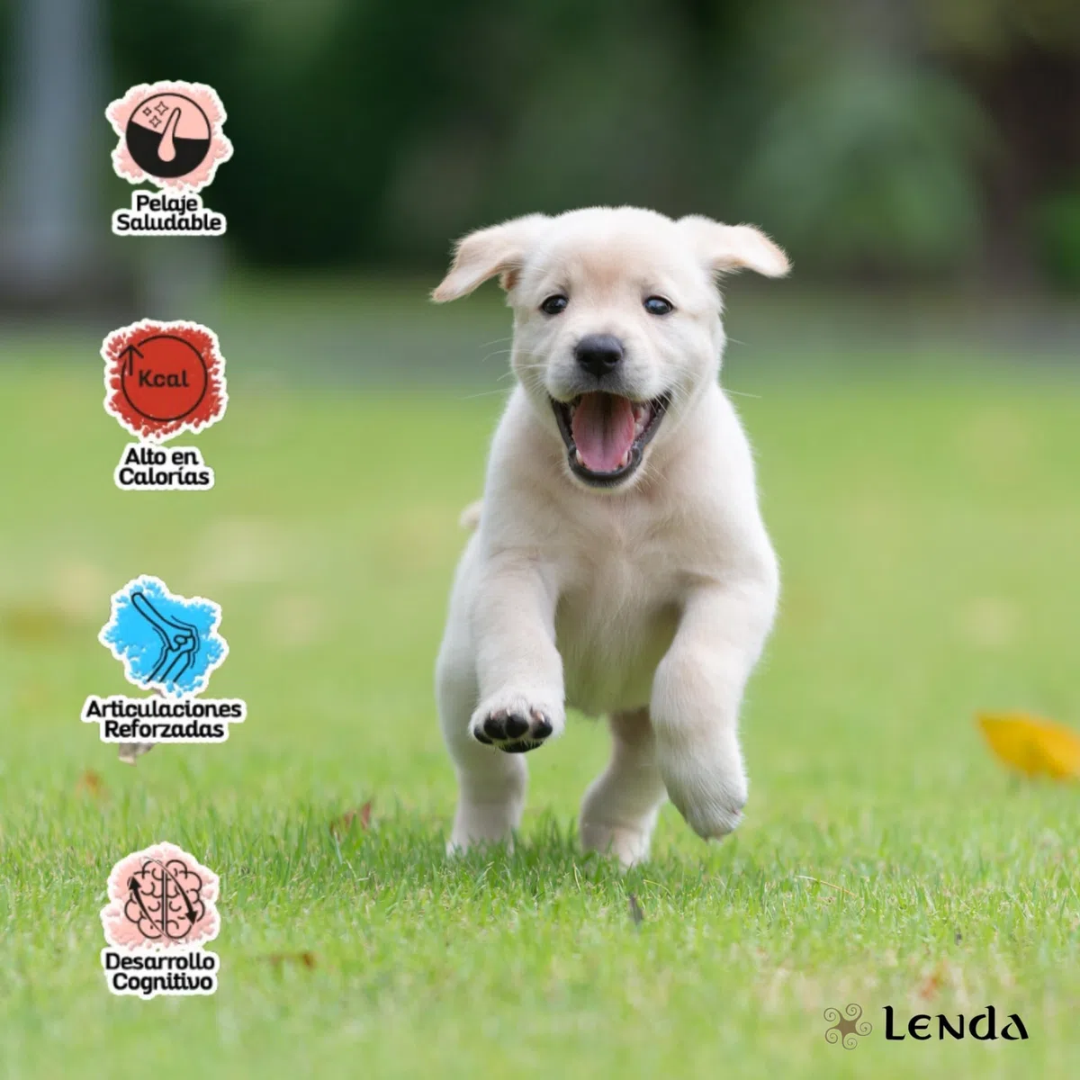 Lenda Puppy 12Kg - Pienso para Cachorros de Todas Las Razas - Pienso Hipoalergénico - Comida para Perros Bebés Rica en Pollo - Natural