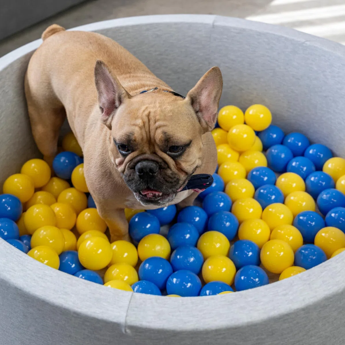 Piscina para Perros De Bolas, Suave Espuma Piscine para Gatos Piscina De Bolas Redonda Mascotas, 70X30cm/150 Bolas, Gris Claro: Blanco/Gris/Rosa Claro