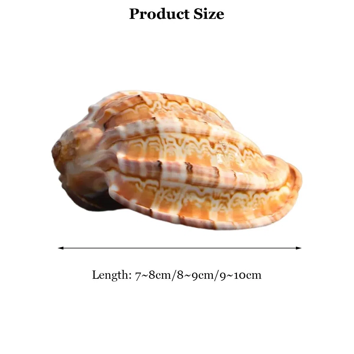 Conchas, Concha de Cangrejo ermitaño 7 a 10 cm for decoración Bodas, Fiestas Playeras, del hogar y Manualidades