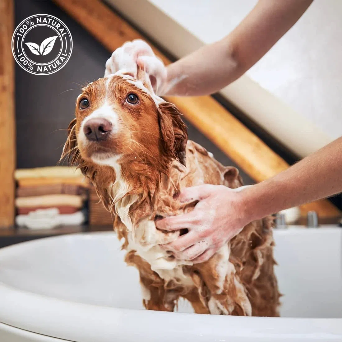 Máscara de Maracuyá - Mascarilla para Perros - 1L - para un Manto Sedoso y Perfumado - Artículo de Higiene para Perros - Indicado para Pelos Largos - IV San Bernard