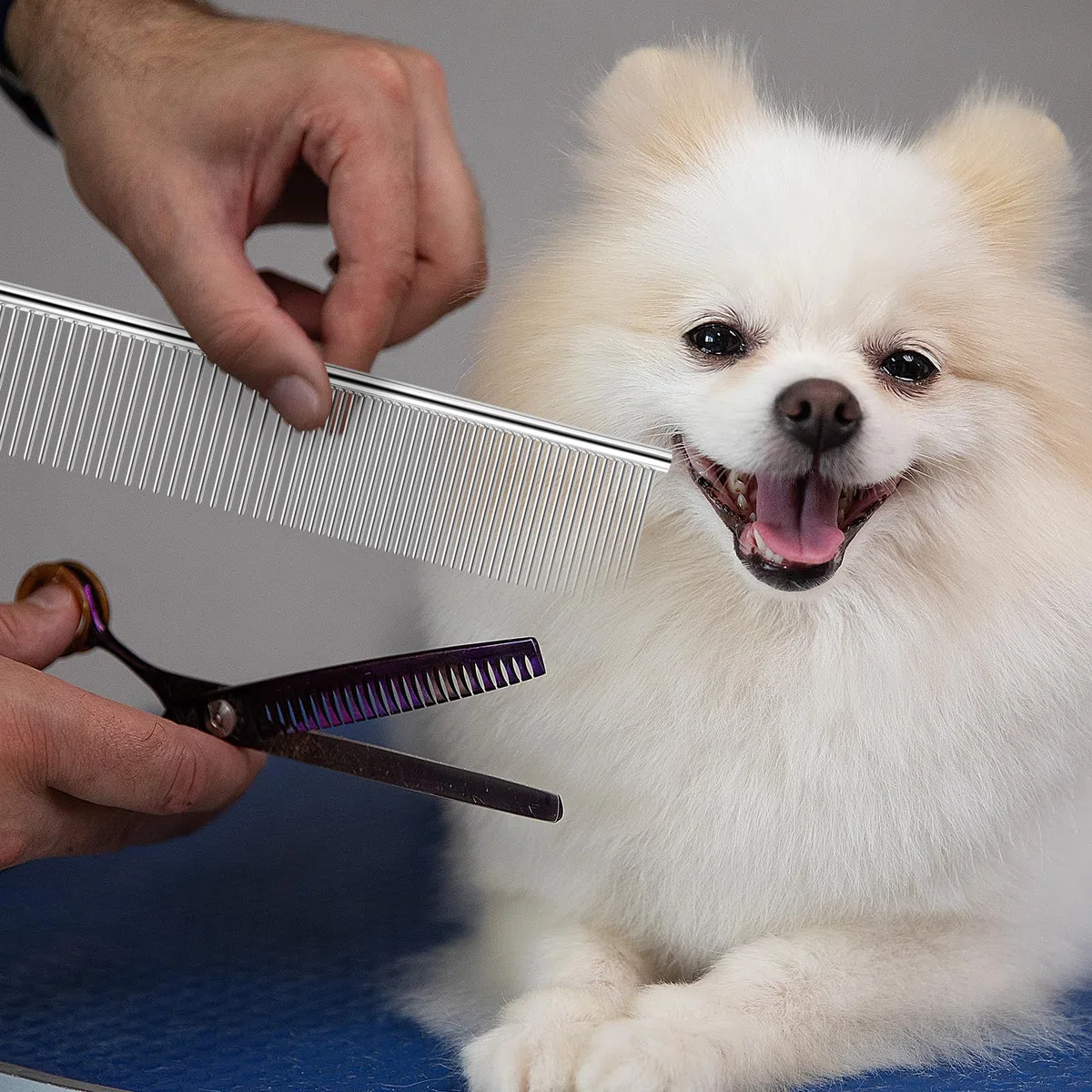 12 peines de acero inoxidable para perros y gatos, herramienta de aseo de metal de 7.48 pulgadas para eliminar nudos, mascotas de pelo largo y corto, incluyendo perros, gatos y otros