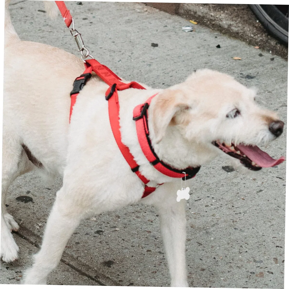 Happyyami 60piezas Etiquetas De Sublimación Para Mascotas Placas De Identificación Para Perros y Gatos Personalizables Fabricadas Para Añadir Un Estilo Tu Mascota