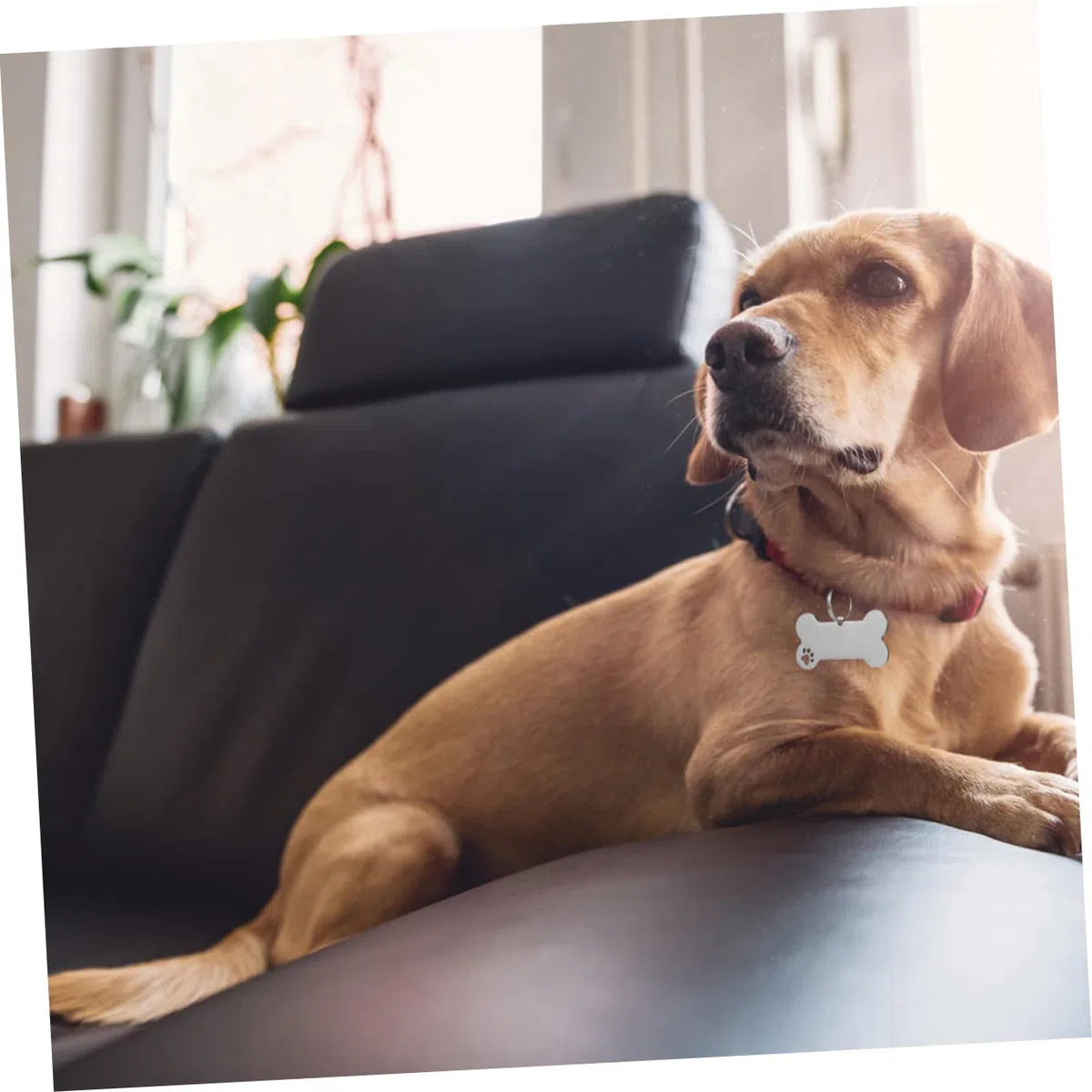 POPETPOP 30piezas Placas De Identificación Para Perros y Gatos De Inoxidable Grabadas Nombre Teléfono De Unidades Diseño Elegante y Resistente Para Mascotas