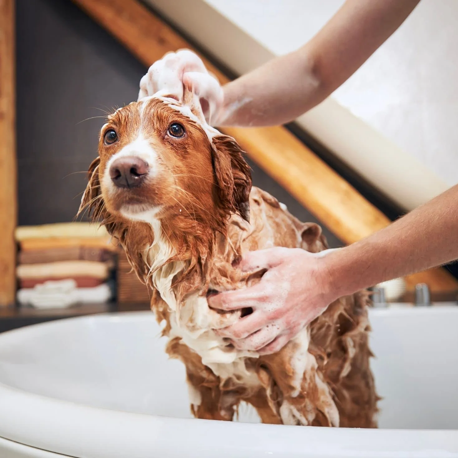 Champú Cristal Clean - para Mascotas con Pelo Blanco - 1 L - Ayuda a Eliminar el Color Amarillento - Champú para Fortalecer y Aportar Brillo - Sencillo de Aplicar - IV San Bernard