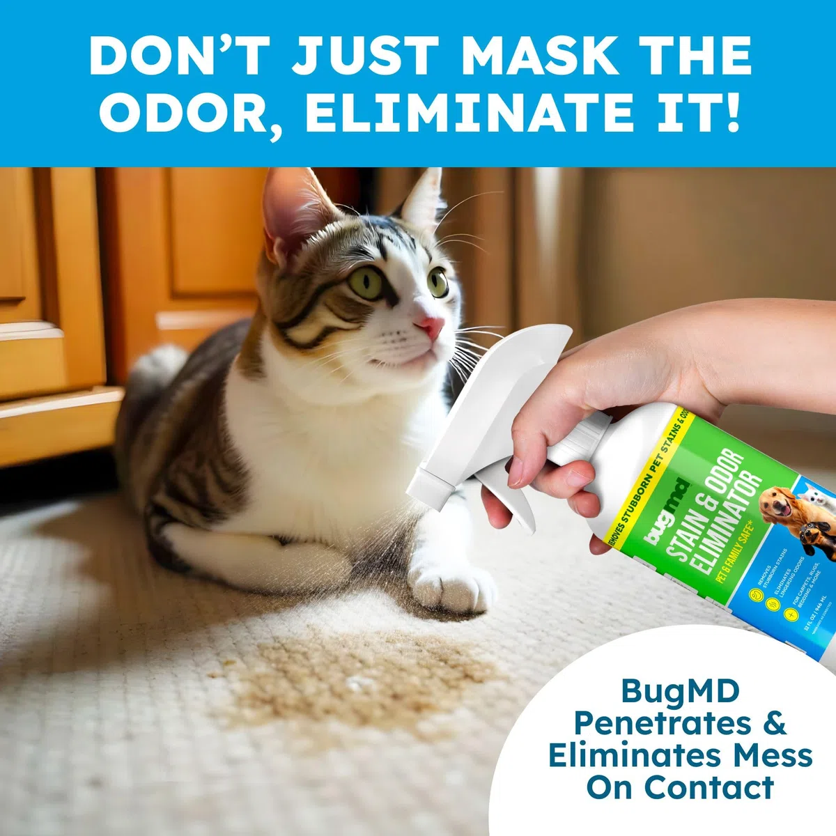 BugMD Removedor de manchas y eliminador de olores para mascotas para olores fuertes (32 onzas) en aerosol, limpiador enzimático para orina de perro, desodorante de arena de gatos, alfombras, muebles,