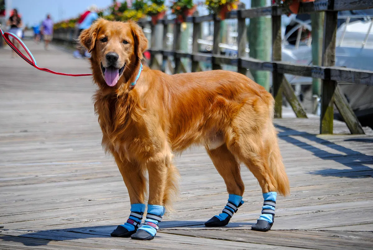 Bark Brite - Botas Protectoras de Neopreno para Perro diseñadas para Comodidad y transpirabilidad en 5 tamaños