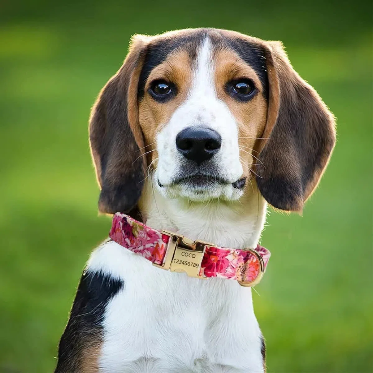 Correa Perro Correr Collar De Perro Nailon, Correa, Arnés, Bolsa para Caca, Conjunto Collares Impresos Ajustables, Arneses para Perros Antideslizantes Reforzada(A,19-28cm)