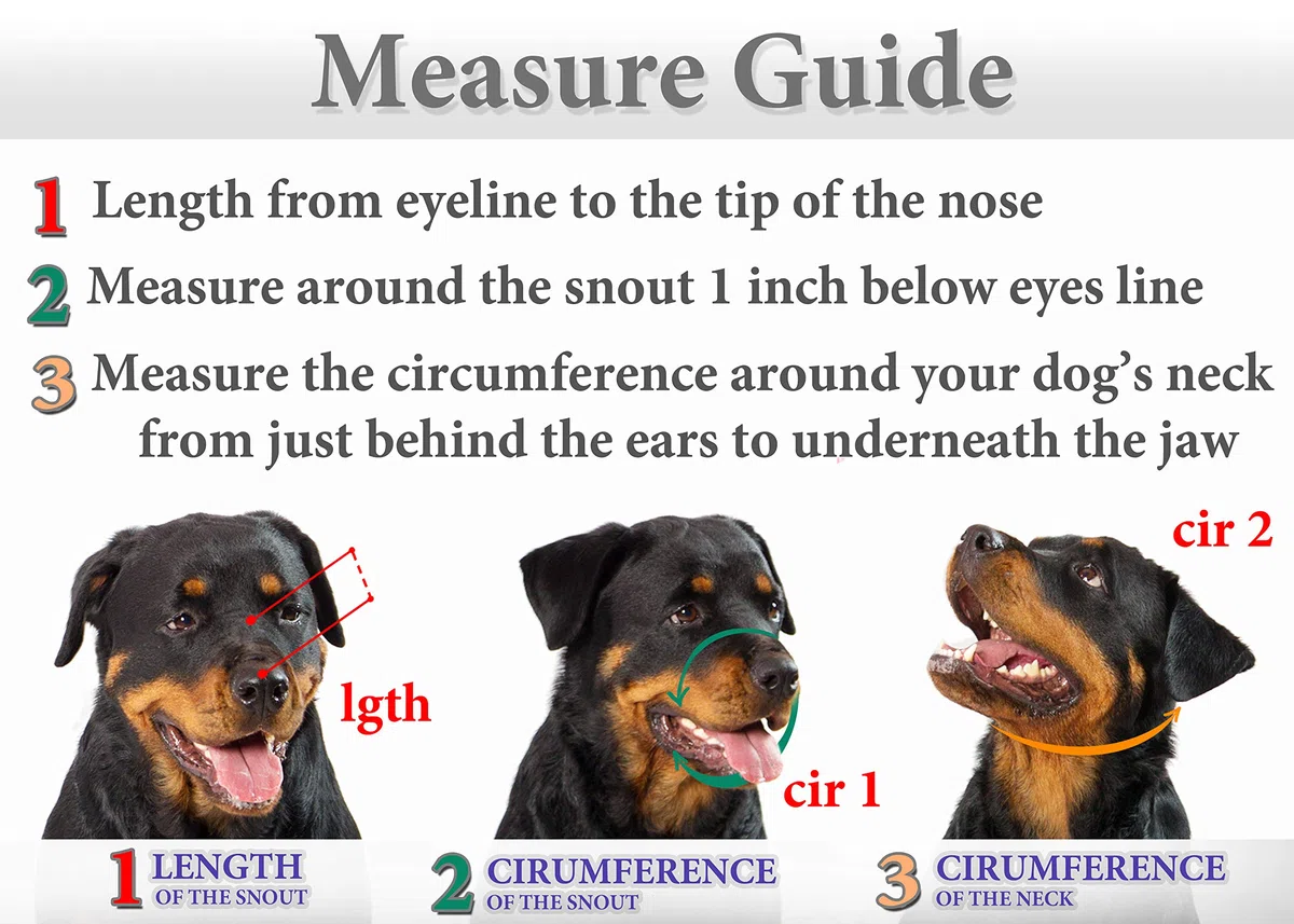 Bozales de Metal para Perro Rottweiler (№2) - Cesta de Alambre Correas de Cuero Ajustables de Cuero - La Circunferencia del hocico es de 26-36,8 cm de Longitud es de 6,8-8,9 cm