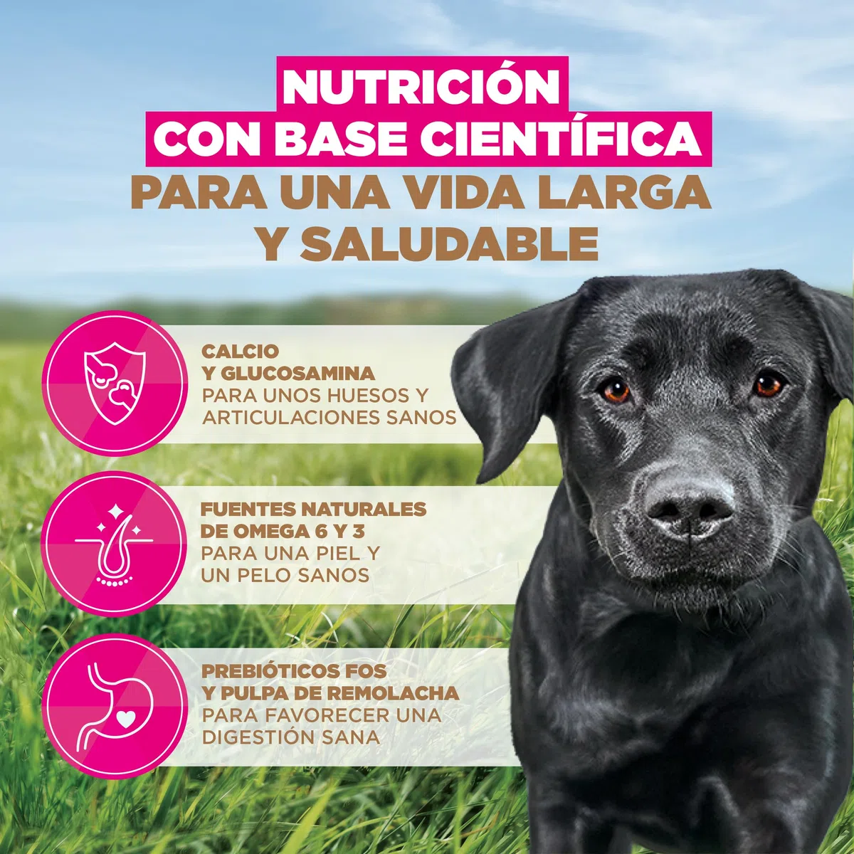 Eukanuba, alimento para Perros sin Cereales con Pollo para Razas Grandes - Alimento seco Premium sin Cereales para Perros Adultos, 12 kg