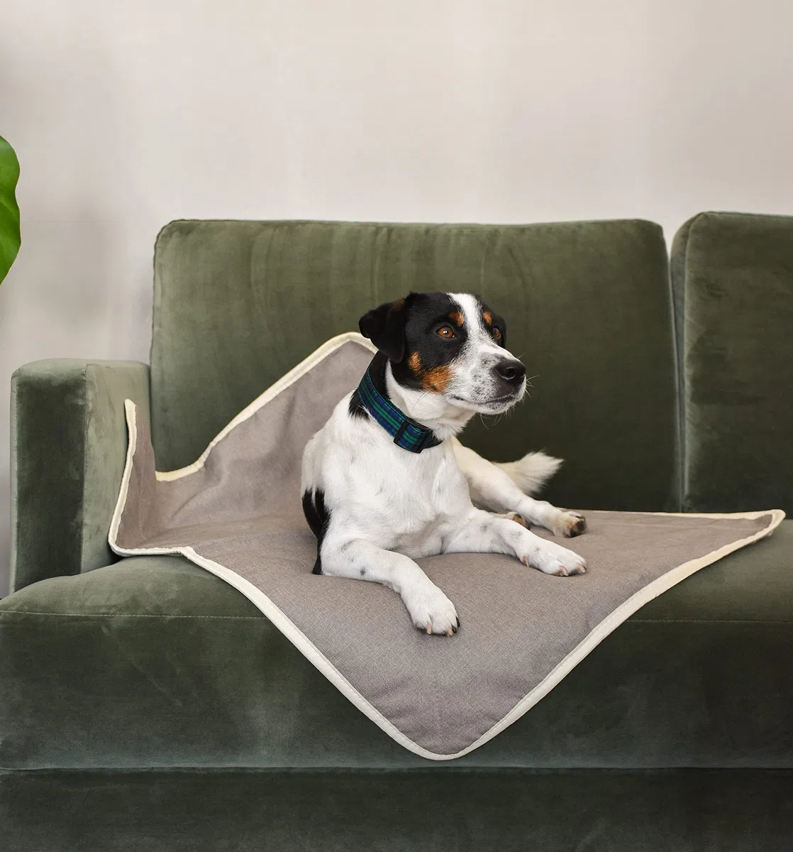 Sleepy Fox® Snuggle - Manta para Gatos y Perros con Forro Polar Sherpa (60 x 80 cm), Color Beige