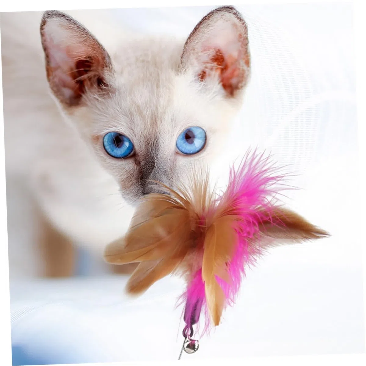 Toyvian Collar De Juguete para Gatos Juguete para Mascotas Gatos para Gatitos Mordeduras