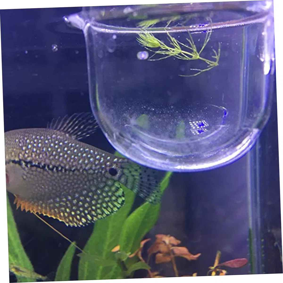 POPETPOP 4 Piezas Suministros Acuáticos Comedero para Peces Alimentador De Peces De Comida De Gusanos Rojos Claro Equipo De Acuario Alimento Vidrio