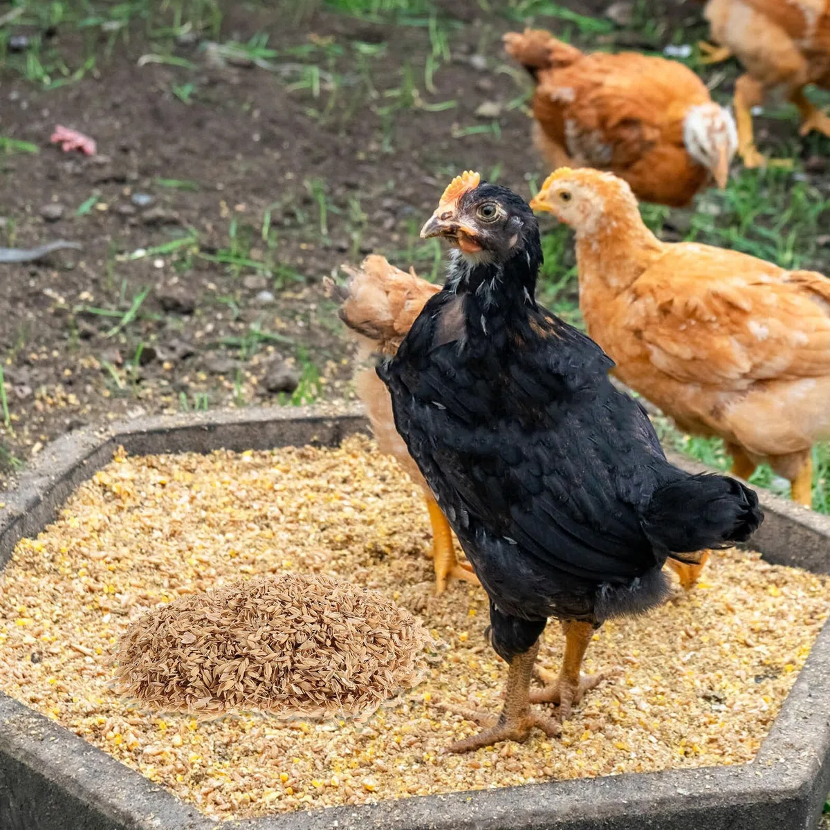 Alasum Lecho para Aves de Corral Natural de Cáscara de Arroz Orgánico 1,5 Kg para Gallineros, Cajas Nido y Suministros para Invierno, Cama Ecológica para Mascotas Pequeñas y Jardinería