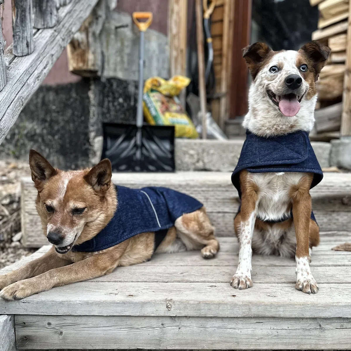 Carhartt Firm Duck - Abrigo Aislado para tareas de Perro, Mezclilla, Talla M