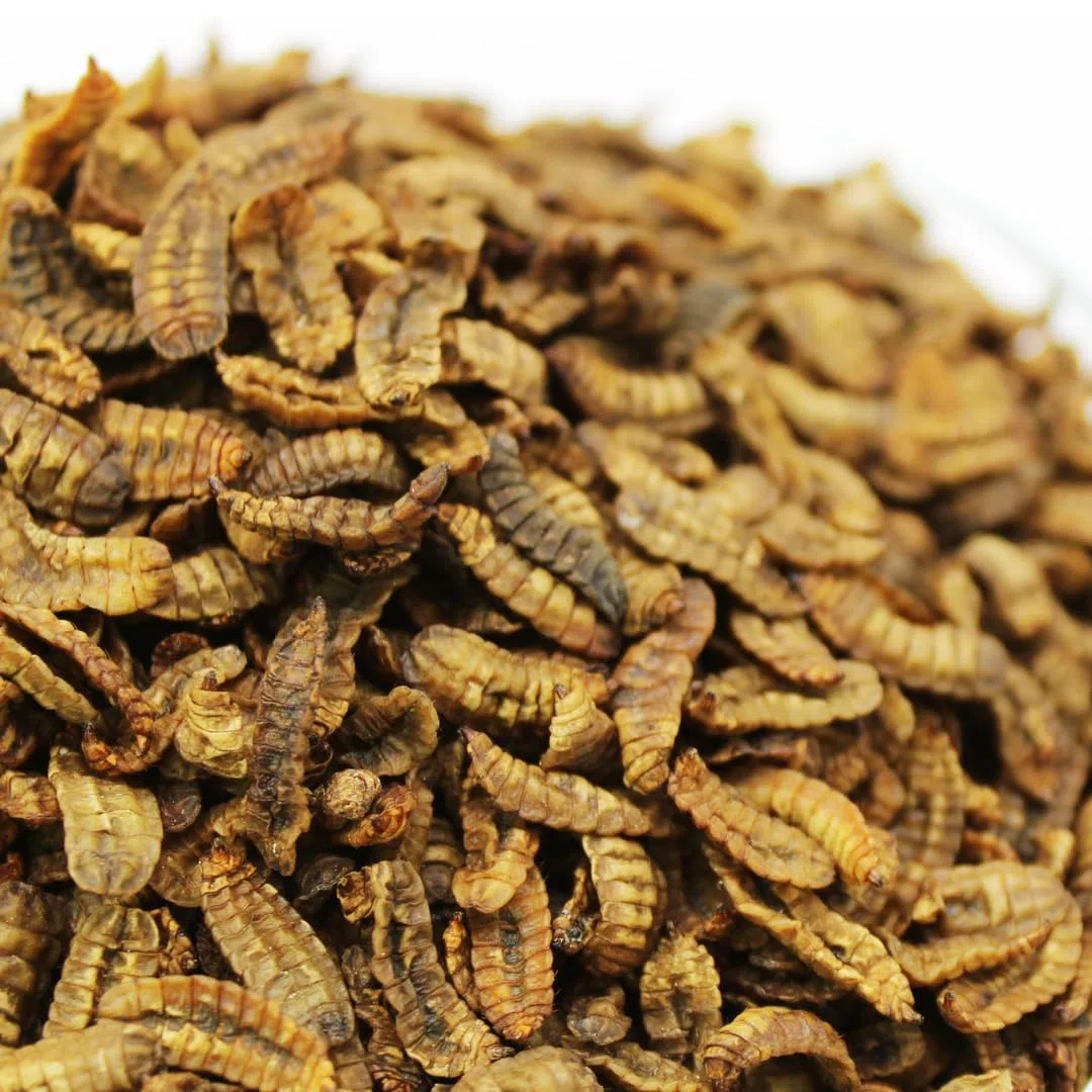 Hermetia Dried - Alimento Natural de Insectos para Peces, Aves, Reptiles, Tortugas, erizos, Pollos, Peces de Estanque (5kg)