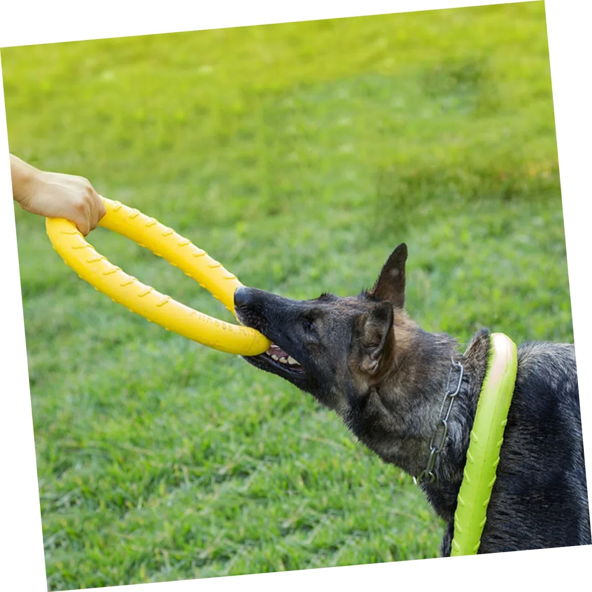 Mipcase 2 Uds Juguetes Dogman Juguetes para Masticar Juguetes para Mascotas Juguetes para Morder Perro Anillo para Perro De Juguete Anillo para Mascota De Juguete Juguete para