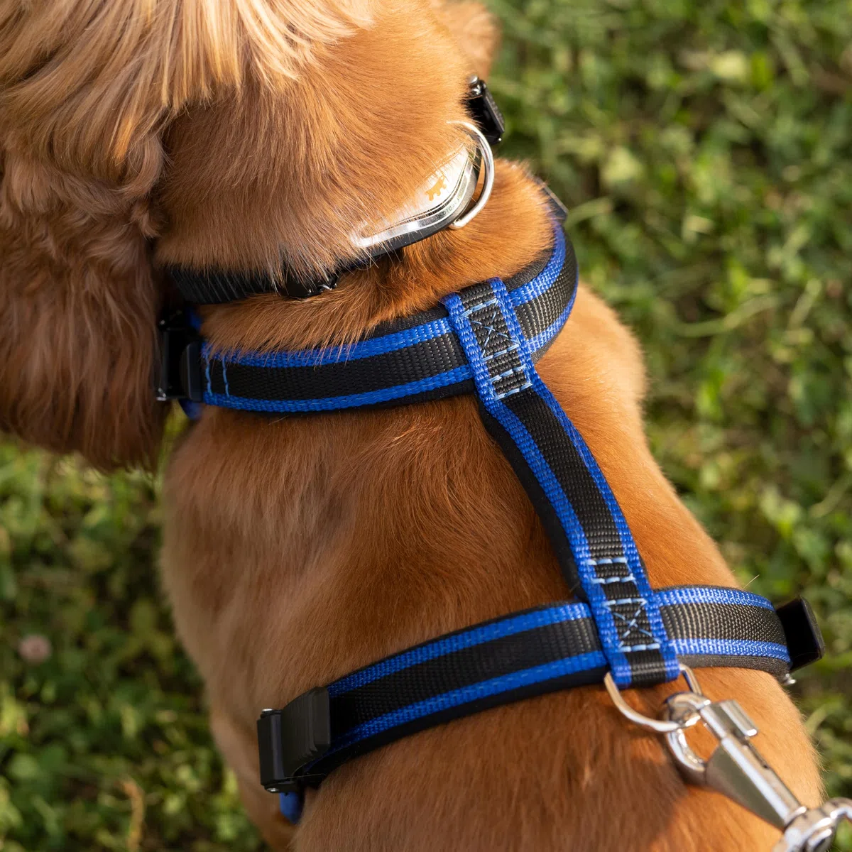 Ferplast Arnés para Perros medianos ERGOCOMFORT, Ajustable, cómodo, Acolchado, de fácil colocación y extracción, Talla M, máximo 30 kg. Azul.