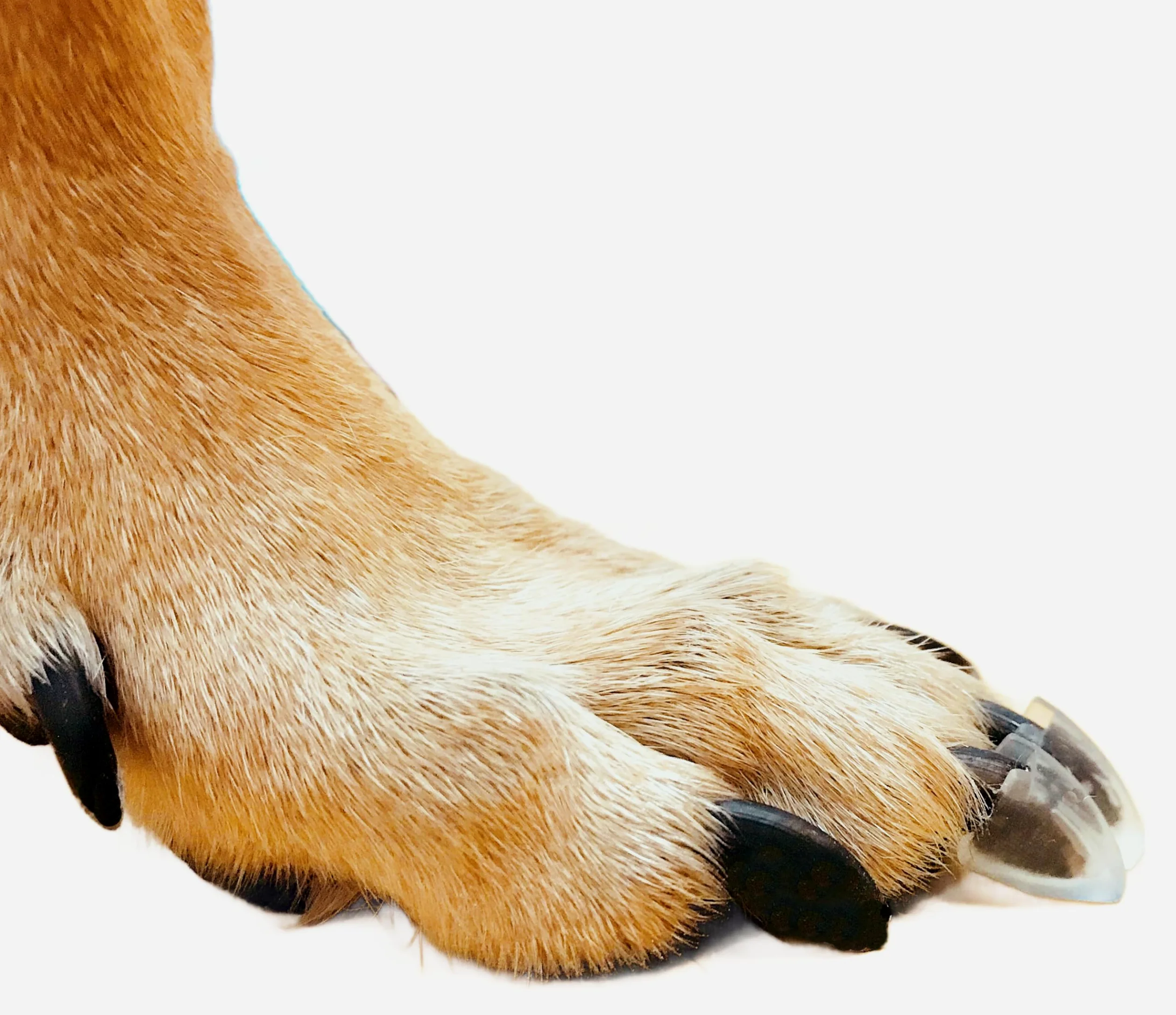 Dr. McHenry's Dog Toe Treads, Juego de 24 piezas con adhesivo y cepillo de limpieza, mayor tracción y estabilidad en suelos resbaladizos, tracción y movilidad para perros mayores (XXL)