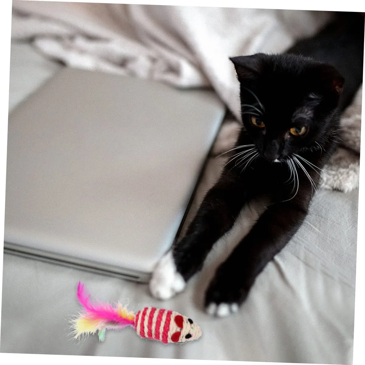 VANZACK 40 Piezas Juego de Navidad para Mascotas Bolas de Juguete para Gatos Juguetes para Mascotas mancuerna Cat Toys Juguetes para Gatos Juguetes Gatos Rompecabezas de Gato